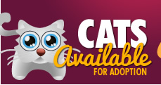 Cats Available For Adoption