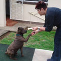 Click here to find out more about "Happy Tails" in his new home!