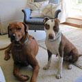 Click here to find out more about Hiccup (formerly Miss Piaf) and her handsome new brother Tide! 