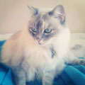 Click here to find out more about this gorgeous angel!