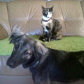 Click here to find out more about Roxy and her new canine, feline and human family! 